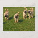 Recherche de shar pei cartes postales Mignon