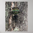 Recherche de cigale posters Cicada
