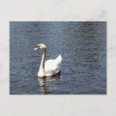 Recherche de cygne cartes postales Animal