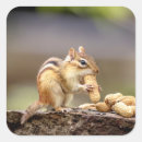 Recherche de chipmunk autocollants Nature