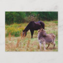 Recherche de ânes cartes postales Mule