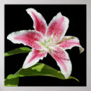 Recherche de stargazer lily posters Botanique