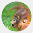 Zoek naar orang oetan stickers Schattig