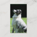 Recherche de le berger australien cartes visite Animaux familiers