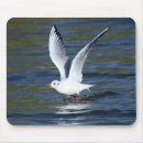 Recherche de mouette tapis souris Oiseaux