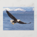 Recherche de prédateur cartes postales Carnivore