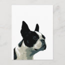 Recherche de bostons et boxeurs Terrier