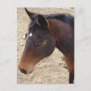 Recherche de cheval de baie cartes postales Étoile