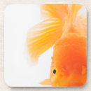 Recherche de poisson rouge dessous de verres Natation