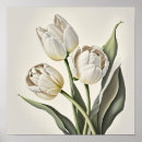 Recherche de tulipe blanche posters Pour tous