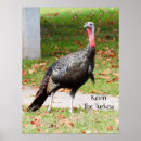 Recherche de dinde sauvage posters Chasse