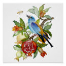 Recherche de oiseaux bleus posters Oiseau bleu