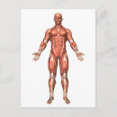 Recherche de système musculaire cartes postales Jambe