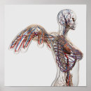 Recherche de sanguin art Détail