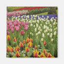 Zoek naar keukenhof magneten Loof