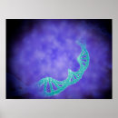 Recherche de biochimie posters Génétique