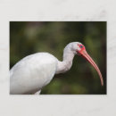 Recherche de ibis cartes postales Eudocimus albus