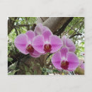 Recherche de de chiang mai cartes postales Bangkok