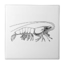 Recherche de crevette carreaux Nourriture