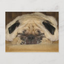 Recherche de carlin cartes postales Marais