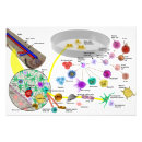 Recherche de globules sanguins posters Appareil circulatoire