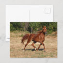 Zoek naar staart briefkaarten Paard