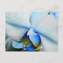 Zoek naar blauwe orchidee briefkaarten Bloem