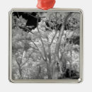 Recherche de fine ornements Branche