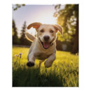 Recherche de puppy posters Labrador