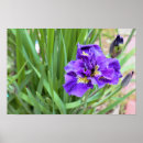 Zoek naar iris bloem Foto