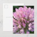 Recherche de jolies fleurs cartes postales Toute personne
