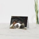 Recherche de bmd vœux cartes Chien de montagne bernois