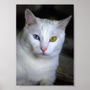 Recherche de chat étranger posters Félin