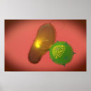 Recherche de immunologie posters Soins de santé