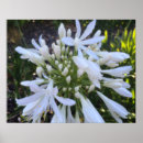 Recherche de agapanthus posters Blanc