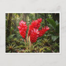 Recherche de fleur de gingembre cartes postales Botanique