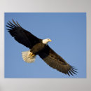 Recherche de oiseaux proie posters Sauvage