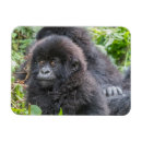 Recherche de gorille de montagne magnets Gorille des montagnes