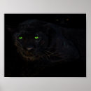 Recherche de panthère photographie Animal