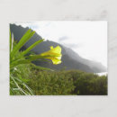 Recherche de kauai cartes postales Fleur