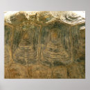 Recherche de carapace posters Nature