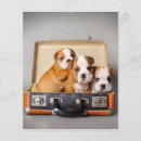Zoek naar franse flyers Franse buldog lover