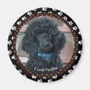 Recherche de le caniche standard magnets Chien