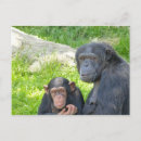 Recherche de chimpanzé cartes postales Faune