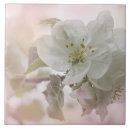 Recherche de fleurs blanches carreaux Botanique