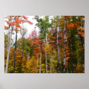 Zoek naar herfst bos posters Bomen
