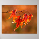 Zoek naar gouden appel posters Natuur