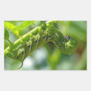 Recherche de tomatoe autocollants Jardin