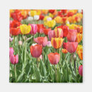 Recherche de photos de tulipe magnets Nature