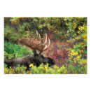 Recherche de orignaux taureau posters Animal